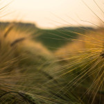 wheat passage